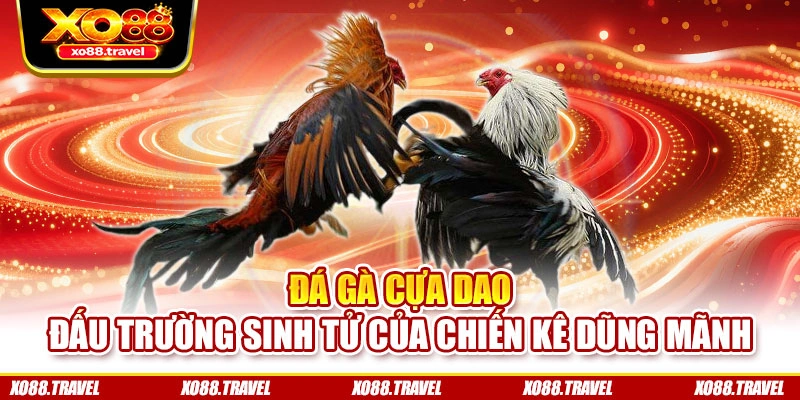 Đá Gà Cựa Dao - Đấu Trường Sinh Tử Của Chiến Kê Dũng Mãnh