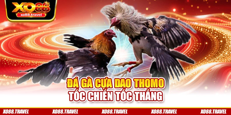 Đá gà cựa dao Thomo – Tốc chiến tốc thắng