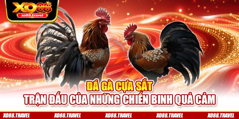 Đá gà cựa sắt – Trận đấu của những chiến binh quả cảm