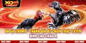 Đá Gà Thomo - Thánh Địa Kê Chiến Trực Tuyến Đỉnh Cao Châu Á