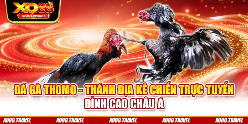 Đá Gà Thomo - Thánh Địa Kê Chiến Trực Tuyến Đỉnh Cao Châu Á