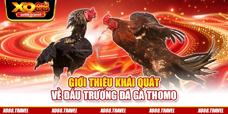 Giới thiệu khái quát về đấu trường đá gà Thomo