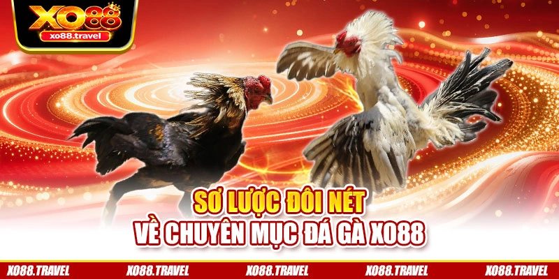 Sơ lược đôi nét về chuyên mục đá gà XO88